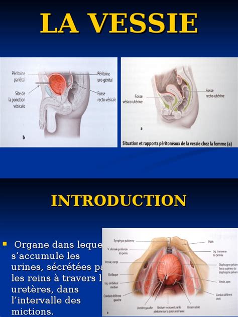 méat urétral|Lurètre chez lhomme et chez la femme (anatomie,。